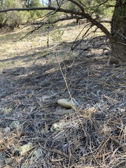 Boechera sanluisensis