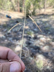 Boechera sanluisensis