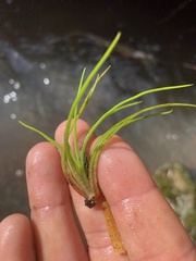 Isoetes brasiliensis