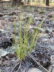 Carex filifolia