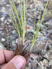 Carex filifolia