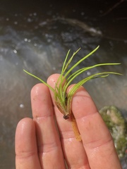 Isoetes brasiliensis