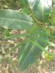 Geitonoplesium cymosum