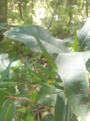 Geitonoplesium cymosum