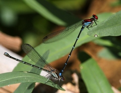 Argia cuprea