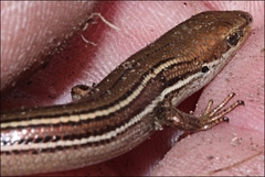 Pseudemoia rawlinsoni