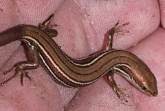 Pseudemoia rawlinsoni