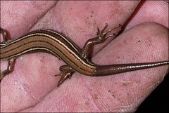 Pseudemoia rawlinsoni