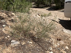 Astragalus lonchocarpus