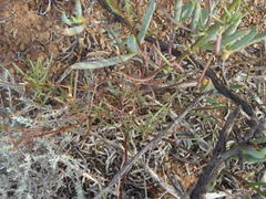 Senecio harveianus