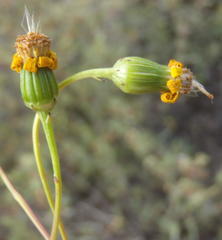 Senecio harveianus