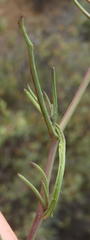 Senecio harveianus