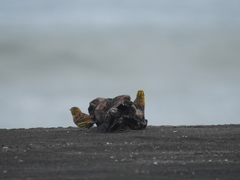 Emberiza citrinella caliginosa