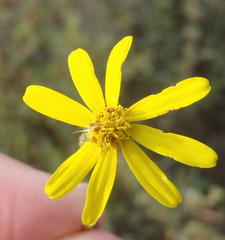 Senecio harveianus