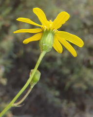 Senecio harveianus