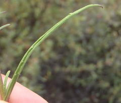 Senecio harveianus