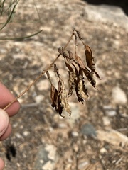 Astragalus lonchocarpus