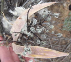 Cynanchum viminale viminale