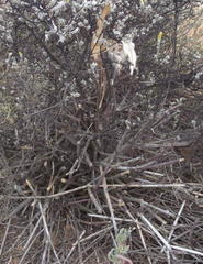 Cynanchum viminale viminale