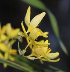 Ixia angelae