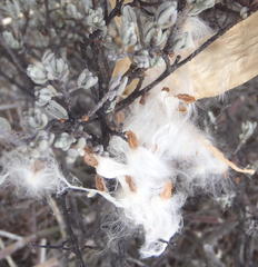 Cynanchum viminale viminale