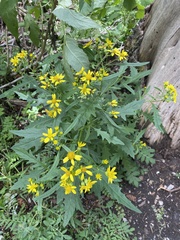 Senecio eremophilus