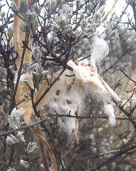 Cynanchum viminale viminale