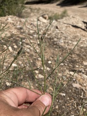 Astragalus lonchocarpus
