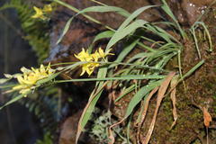 Ixia angelae
