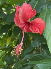 Hibiscus × archeri