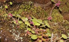 Crassula dentata