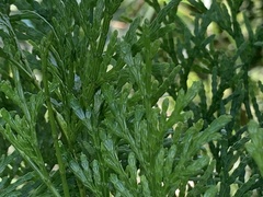 Calocedrus formosana