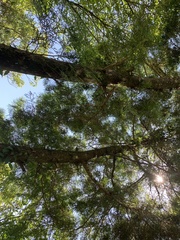 Calocedrus formosana