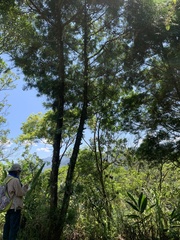 Calocedrus formosana