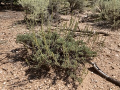 Artemisia nova