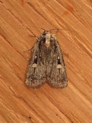 Abagrotis mirabilis