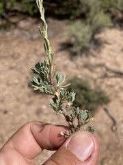 Artemisia nova