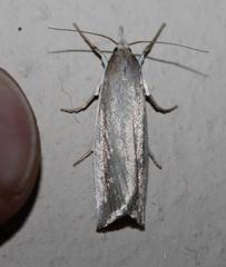 Calamotropha