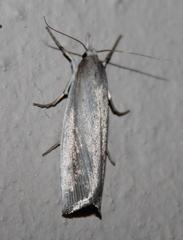 Calamotropha