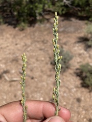 Artemisia nova