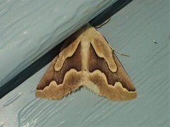 Sabulodes edwardsata