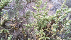 Caroxylon tuberculatum