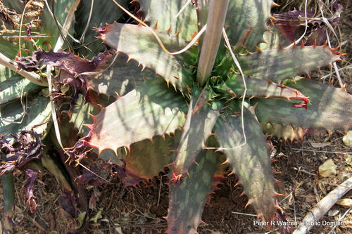 Aloe davyana