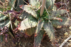 Aloe davyana