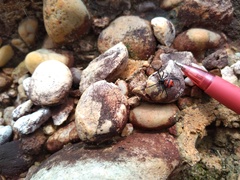 Latrodectus curacaviensis