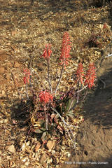 Aloe davyana, photograph Peter Warren, CC0, iNaturalist via GBIF