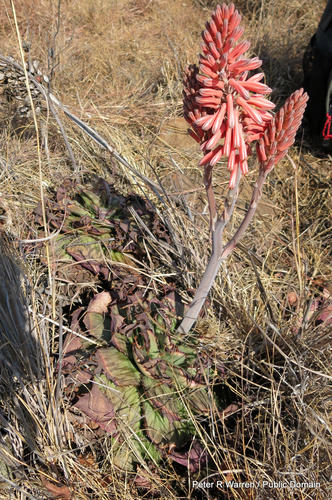 Aloe davyana, photograph 2