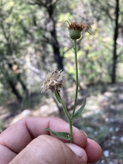 Erigeron subtrinervis