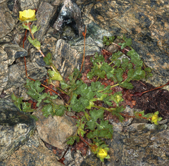 Potentilla cristae