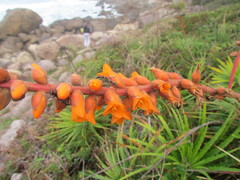 Dyckia encholirioides